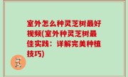 室外怎么种灵芝树最好视频(室外种灵芝树最佳实践：详解完美种植技巧)
