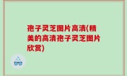 孢子灵芝图片高清(精美的高清孢子灵芝图片欣赏)