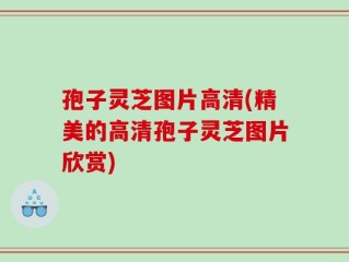 孢子灵芝图片高清(精美的高清孢子灵芝图片欣赏)