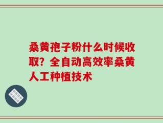 桑黄孢子粉什么时候收取？全自动高效率桑黄人工种植技术