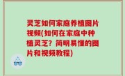 灵芝如何家庭养植图片视频(如何在家庭中种植灵芝？简明易懂的图片和视频教程)