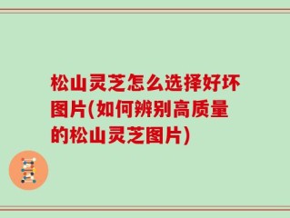 松山灵芝怎么选择好坏图片(如何辨别高质量的松山灵芝图片)