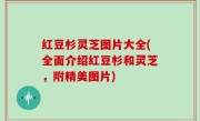 红豆杉灵芝图片大全(全面介绍红豆杉和灵芝，附精美图片)