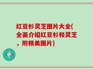 红豆杉灵芝图片大全(全面介绍红豆杉和灵芝，附精美图片)