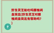 野生灵芝能吃吗腰椎间盘突出(野生灵芝对腰椎间盘突出有帮助吗？)
