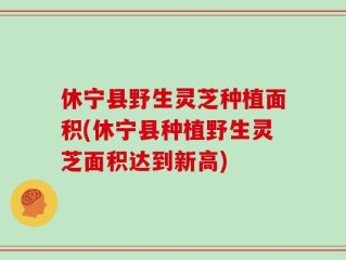 休宁县野生灵芝种植面积(休宁县种植野生灵芝面积达到新高)