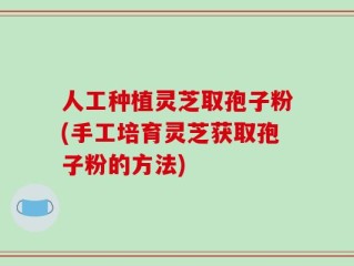 人工种植灵芝取孢子粉(手工培育灵芝获取孢子粉的方法)