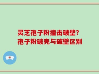 灵芝孢子粉撞击破壁？孢子粉破壳与破壁区别