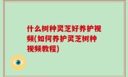 什么树种灵芝好养护视频(如何养护灵芝树种视频教程)