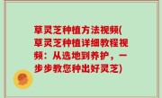 草灵芝种植方法视频(草灵芝种植详细教程视频：从选地到养护，一步步教您种出好灵芝)