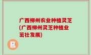 广西柳州农业种植灵芝(广西柳州灵芝种植业茁壮发展)