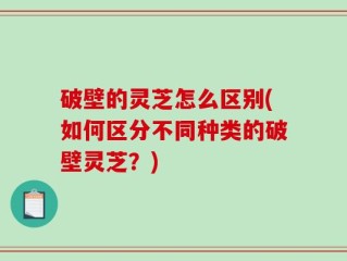破壁的灵芝怎么区别(如何区分不同种类的破壁灵芝？)