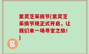 紫灵芝采摘节(紫灵芝采摘节现正式开启，让我们来一场寻宝之旅！)