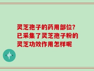 灵芝孢子的药用部位？已采集了灵芝孢子粉的灵芝功效作用怎样呢