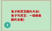 兔子和灵芝图片大全(兔子与灵芝：一组精美图片合集)