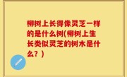 柳树上长得像灵芝一样的是什么树(柳树上生长类似灵芝的树木是什么？)
