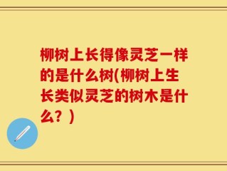 柳树上长得像灵芝一样的是什么树(柳树上生长类似灵芝的树木是什么？)
