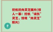 挖机挖肉灵芝图片(惊人一幕！挖机“误伤”灵芝，惊现“肉灵芝”照片)