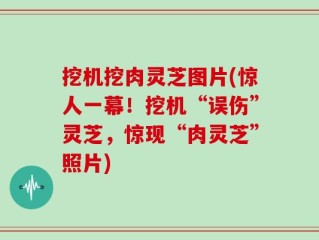 挖机挖肉灵芝图片(惊人一幕！挖机“误伤”灵芝，惊现“肉灵芝”照片)