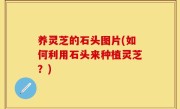养灵芝的石头图片(如何利用石头来种植灵芝？)