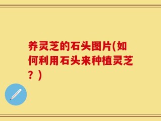养灵芝的石头图片(如何利用石头来种植灵芝？)