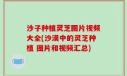 沙子种植灵芝图片视频大全(沙漠中的灵芝种植 图片和视频汇总)