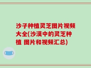 沙子种植灵芝图片视频大全(沙漠中的灵芝种植 图片和视频汇总)