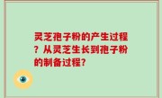 灵芝孢子粉的产生过程？从灵芝生长到孢子粉的制备过程？