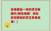 有像蘑菇一样的灵芝嘛图片(精选美图：状似巨型蘑菇的灵芝真是绝美！)