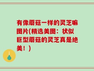 有像蘑菇一样的灵芝嘛图片(精选美图：状似巨型蘑菇的灵芝真是绝美！)
