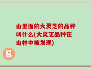山里面的大灵芝的品种叫什么(大灵芝品种在山林中被发现)