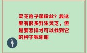 灵芝孢子菌粉丝？我这里有很多野生灵芝，但是要怎样才可以找到它的种子呢谢谢