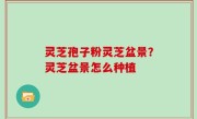 灵芝孢子粉灵芝盆景？灵芝盆景怎么种植