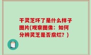 干灵芝坏了是什么样子图片(观察图像：如何分辨灵芝是否腐烂？)