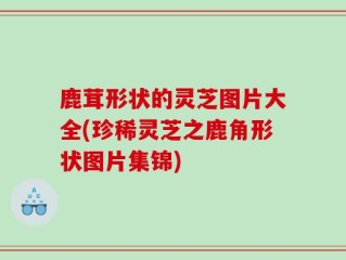 鹿茸形状的灵芝图片大全(珍稀灵芝之鹿角形状图片集锦)