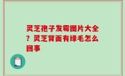 灵芝孢子发霉图片大全？灵芝背面有绿毛怎么回事