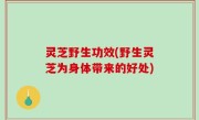 灵芝野生功效(野生灵芝为身体带来的好处)