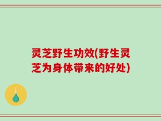 灵芝野生功效(野生灵芝为身体带来的好处)
