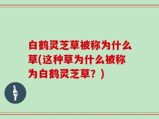 白鹤灵芝草被称为什么草(这种草为什么被称为白鹤灵芝草？)