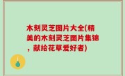 木刻灵芝图片大全(精美的木刻灵芝图片集锦，献给花草爱好者)