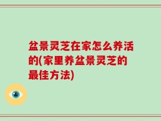 盆景灵芝在家怎么养活的(家里养盆景灵芝的最佳方法)