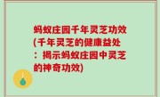 蚂蚁庄园千年灵芝功效(千年灵芝的健康益处：揭示蚂蚁庄园中灵芝的神奇功效)