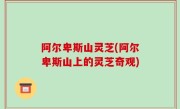 阿尔卑斯山灵芝(阿尔卑斯山上的灵芝奇观)
