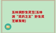 五林洞野生灵芝(五林洞“灵药之王”野生灵芝被发现)
