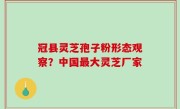 冠县灵芝孢子粉形态观察？中国最大灵芝厂家