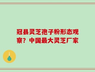 冠县灵芝孢子粉形态观察？中国最大灵芝厂家