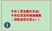 千年紅灵芝图片大全(千年红灵芝的美丽图集，惊叹自然之良心！)