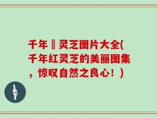 千年紅灵芝图片大全(千年红灵芝的美丽图集，惊叹自然之良心！)