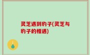 灵芝遇到豹子(灵芝与豹子的相遇)