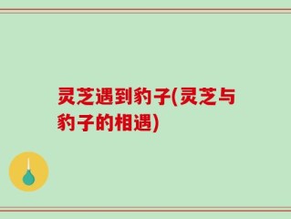 灵芝遇到豹子(灵芝与豹子的相遇)